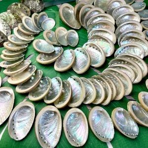 15 GREEN ABALONE SEASHELLS MIXED LOT CRAFTING DIY SUPPLIES COASTAL BEACH DECOR